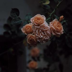 68式做爱的视频在线观看
